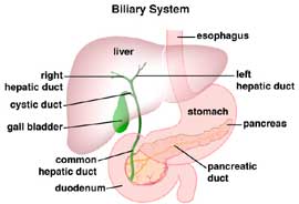 Biliary System